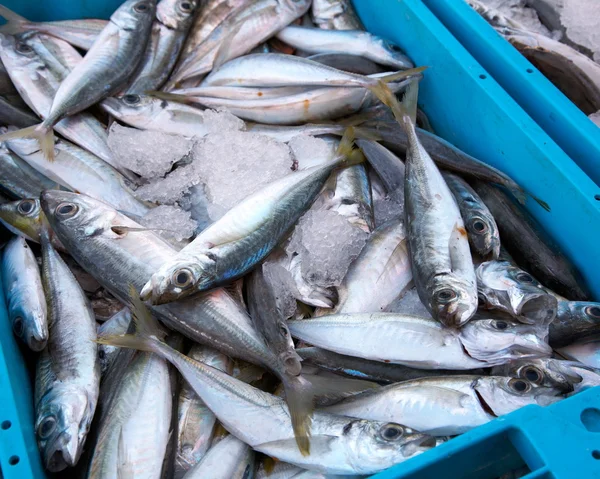 stock image Fresh fish at the market