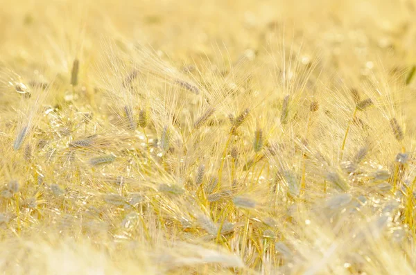 Golden cereal field closeup — Stock Photo, Image