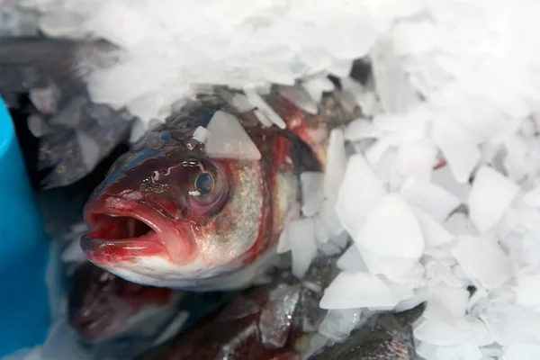 stock image Fresh fish at the market