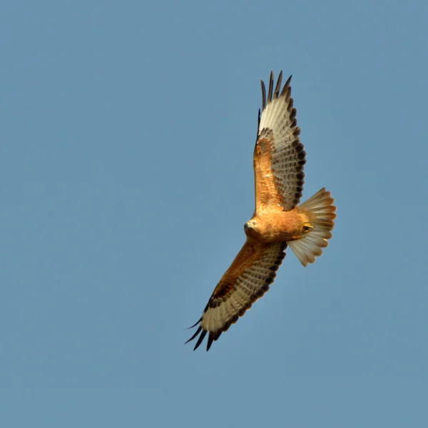 Hawku, létání (buteo lagopus) — Stock fotografie