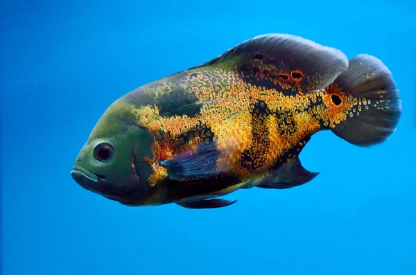 stock image Underwater image of tropical fishes