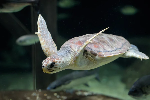 Морская черепаха плавает — стоковое фото