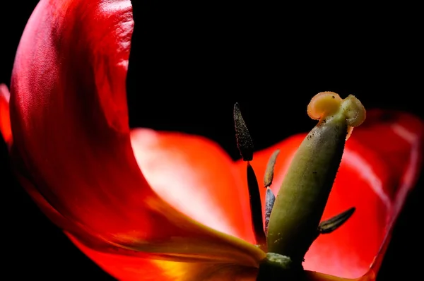 Tulipán rojo primer plano —  Fotos de Stock