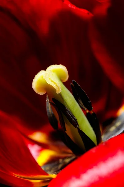 stock image Red tulip closeup