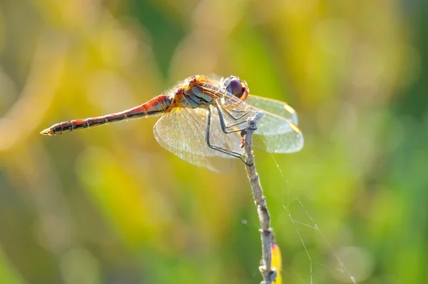 Dragonfly відкритий — стокове фото