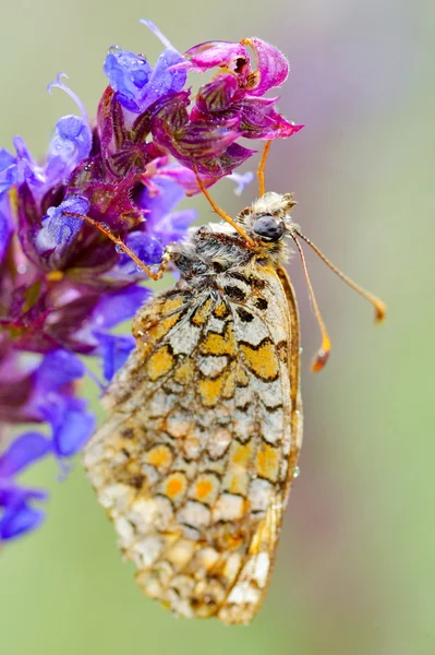 Motyl w naturalnym środowisku (melitaea phoebe) — Zdjęcie stockowe