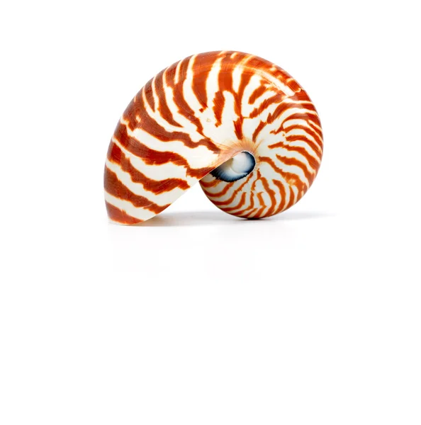 Nautilus muszla na białym tle — Zdjęcie stockowe