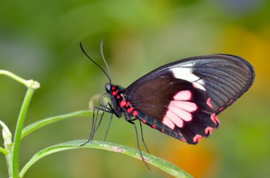 Doğal yaşam alanı (papilio memnon agenor egzotik kelebek)