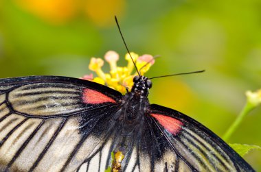 Doğal yaşam alanı (papilio memnon agenor egzotik kelebek)