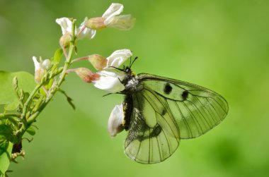 Kelebek doğal ortamlarında (parnassius mnemosyne)