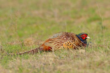 Male pheasant closeup with vibrant colors (phasianus) clipart