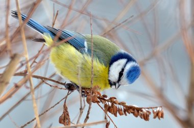 Mavi baştankara (parus caeruleus kışın dalı)