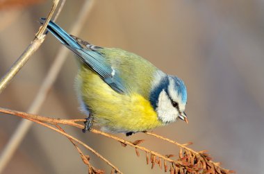 Mavi baştankara (parus caeruleus kışın dalı)