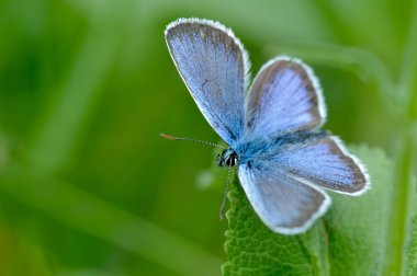 Kelebek doğal ortamlarında (plebejus argus)