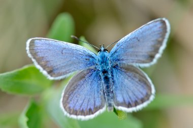 Kelebek doğal ortamlarında (plebejus argus)