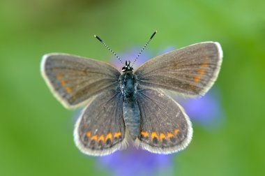 Kelebek doğal ortamlarında (plebejus argus)