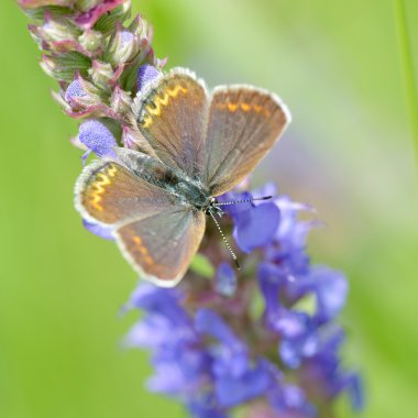 Kelebek doğal ortamlarında (plebejus argus)