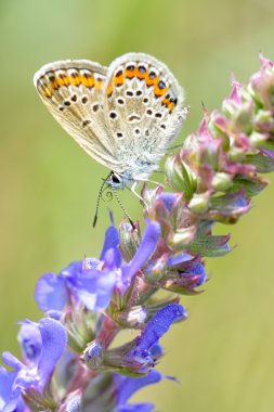 Kelebek doğal ortamlarında (plebejus argus)