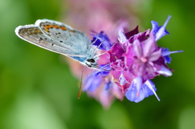 Kelebek doğal ortamlarında (plebejus argus)