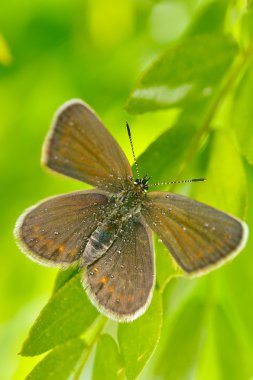 Kelebek doğal ortamlarında (plebejus argus)