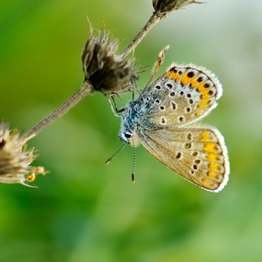 Kelebek doğal ortamlarında (plebejus argus)