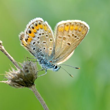 Kelebek doğal ortamlarında (plebejus argus)