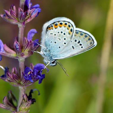 Kelebek doğal ortamlarında (plebejus argus)