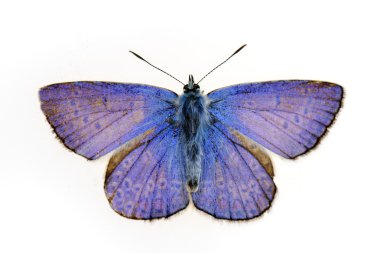 Kelebek doğal ortamlarında (plebejus argus)