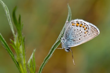 Kelebek doğal ortamlarında (plebejus argus)