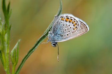 Kelebek doğal ortamlarında (plebejus argus)