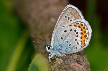 Kelebek doğal ortamlarında (plebejus argus)