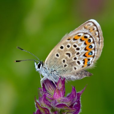 Kelebek doğal ortamlarında (plebejus argus)