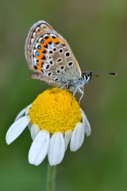 Kelebek doğal ortamlarında (plebejus argus)