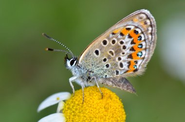 Kelebek doğal ortamlarında (plebejus argus)