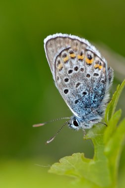 Kelebek doğal ortamlarında (plebejus argus)