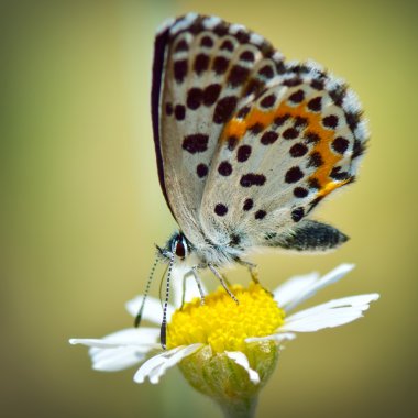 Kelebek doğal ortamlarında (plebejus argus)