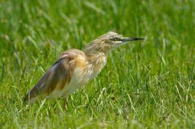 Kır incir kuşu (anthus campestris doğal ortamlarında)