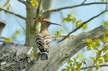 Hoopoe bird in natural habitat (upupa epops) clipart