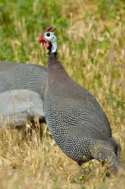 A helmeted guinea fowl pecking on grass clipart