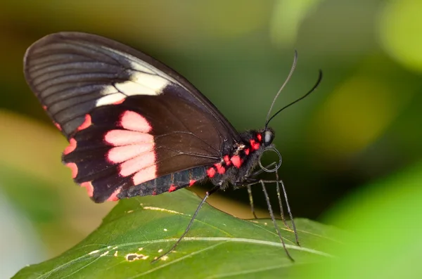 Exotický motýl v přirozeném prostředí (papilio memnon agenor) — Stock fotografie