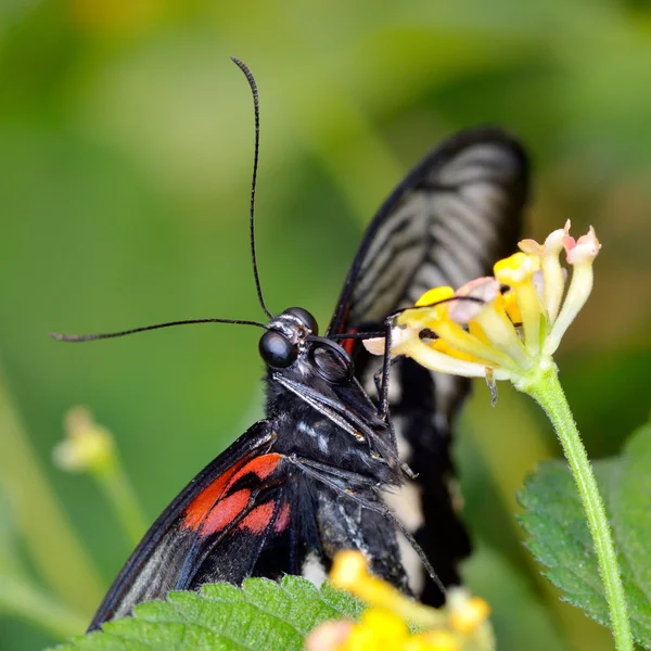 Exotic butterfly in natural habitat (papilio memnon agenor) — Stock Photo, Image