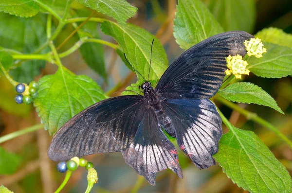 Exotischer Schmetterling in natürlichem Lebensraum — Stockfoto