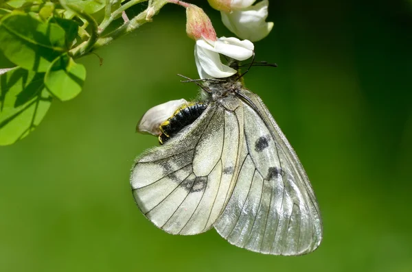 Butterfly in natural habitat (parnassius mnemosyne) — Stock Photo, Image