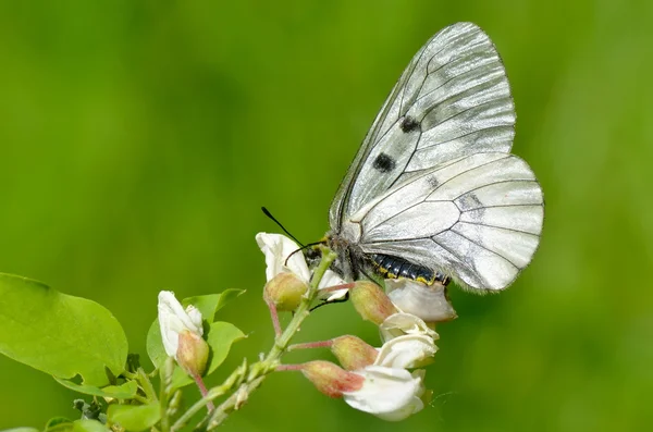 Бабочка в естественной среде обитания (parnassius mnemosyne ) — стоковое фото