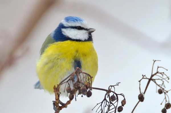 Peito azul no ramo no inverno (parus caeruleus ) — Fotografia de Stock