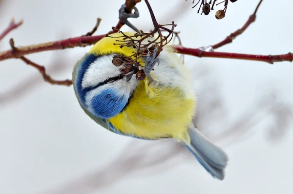 Blaumeisen auf Zweigen im Winter (parus caeruleus)) — Stockfoto