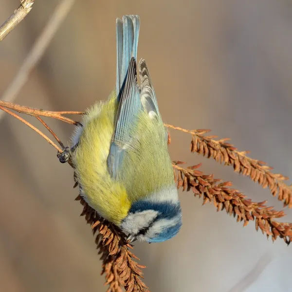 Modraszka na oddział w zimie (parus caeruleus) — Zdjęcie stockowe