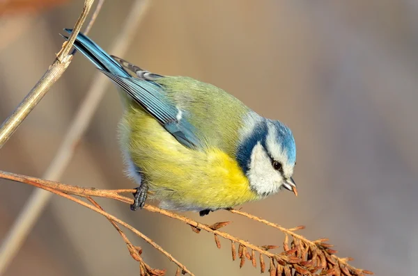 Blue tit on branch in winter (parus caeruleus) — Stock Photo, Image