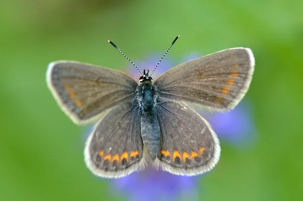 在自然栖息地的蝴蝶 (plebejus 阿古斯) — 图库照片