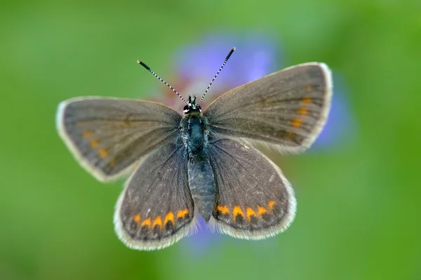 Motyl w naturalnym środowisku (plebejus argus) — Zdjęcie stockowe
